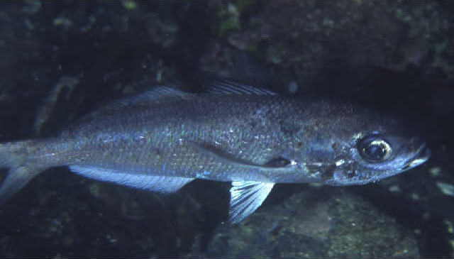 Cubiceps pauciradiatus